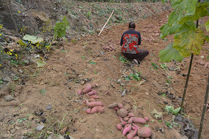 秋季直播农村纯红薯淀粉制作全过程，我们还能见到这样的场景吗？